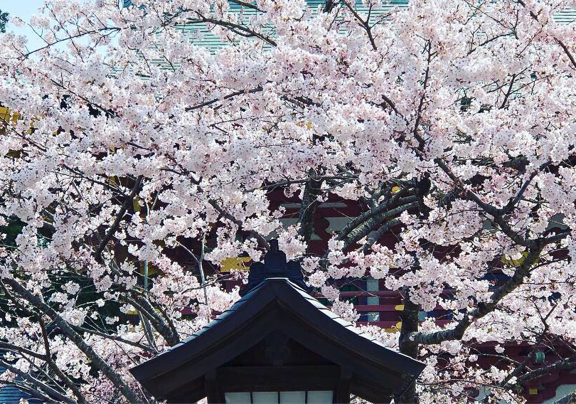 塩竃神社　桜